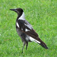 Australian Magpie